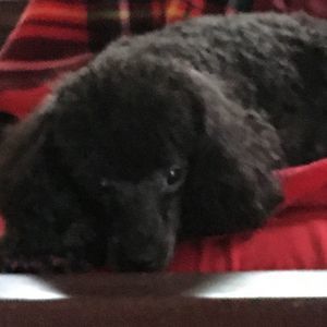 Meet your Posher, Angel